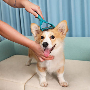 The Importance of Regular Pet Grooming