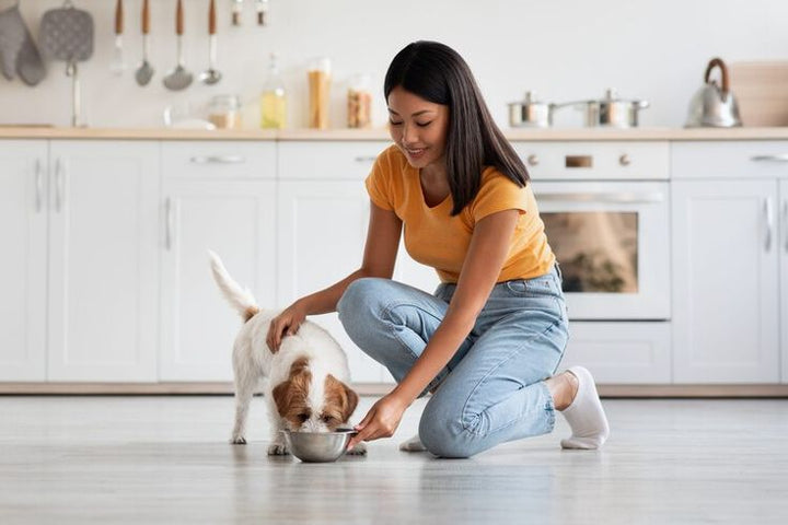 Why Proper Pet Feeding Matters