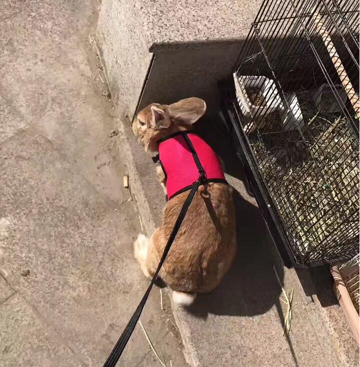 Pet Small Size Walking Leash