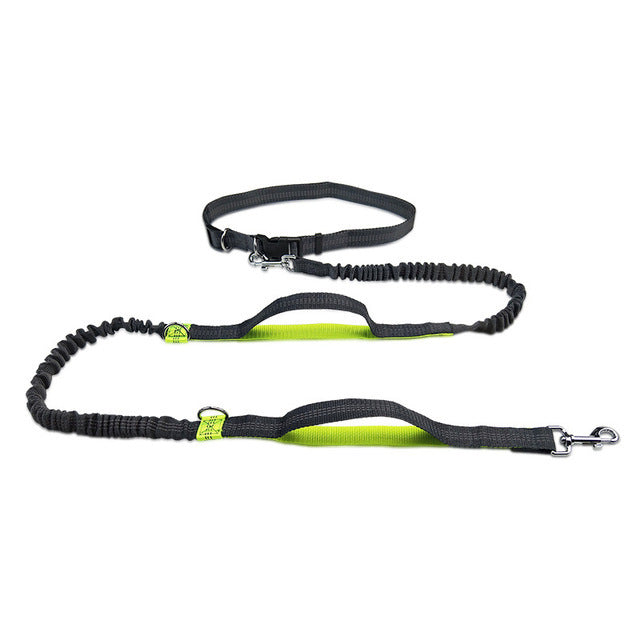 Active Dog Bundle