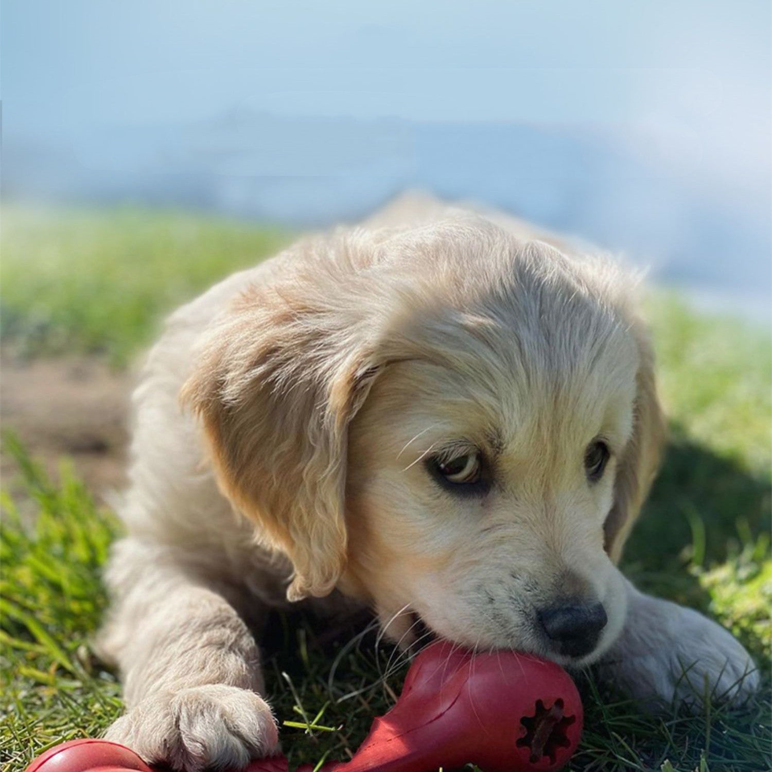 Pet Bite Resistant Rubber Grinding Toy