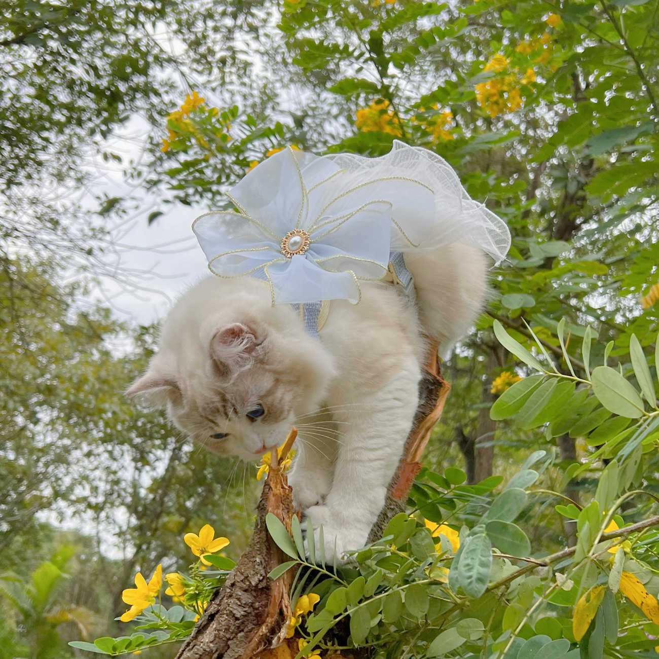 Multi Layer Yarn Pet Leash Universal Use
